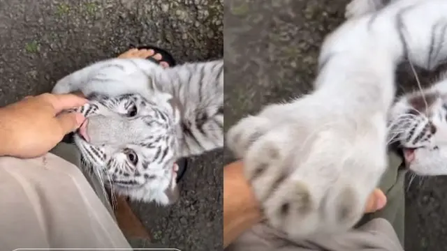 6 Momen Alshad Bareng 'Selen' Harimau Putih, Tangan Bengkak Karena Digigit