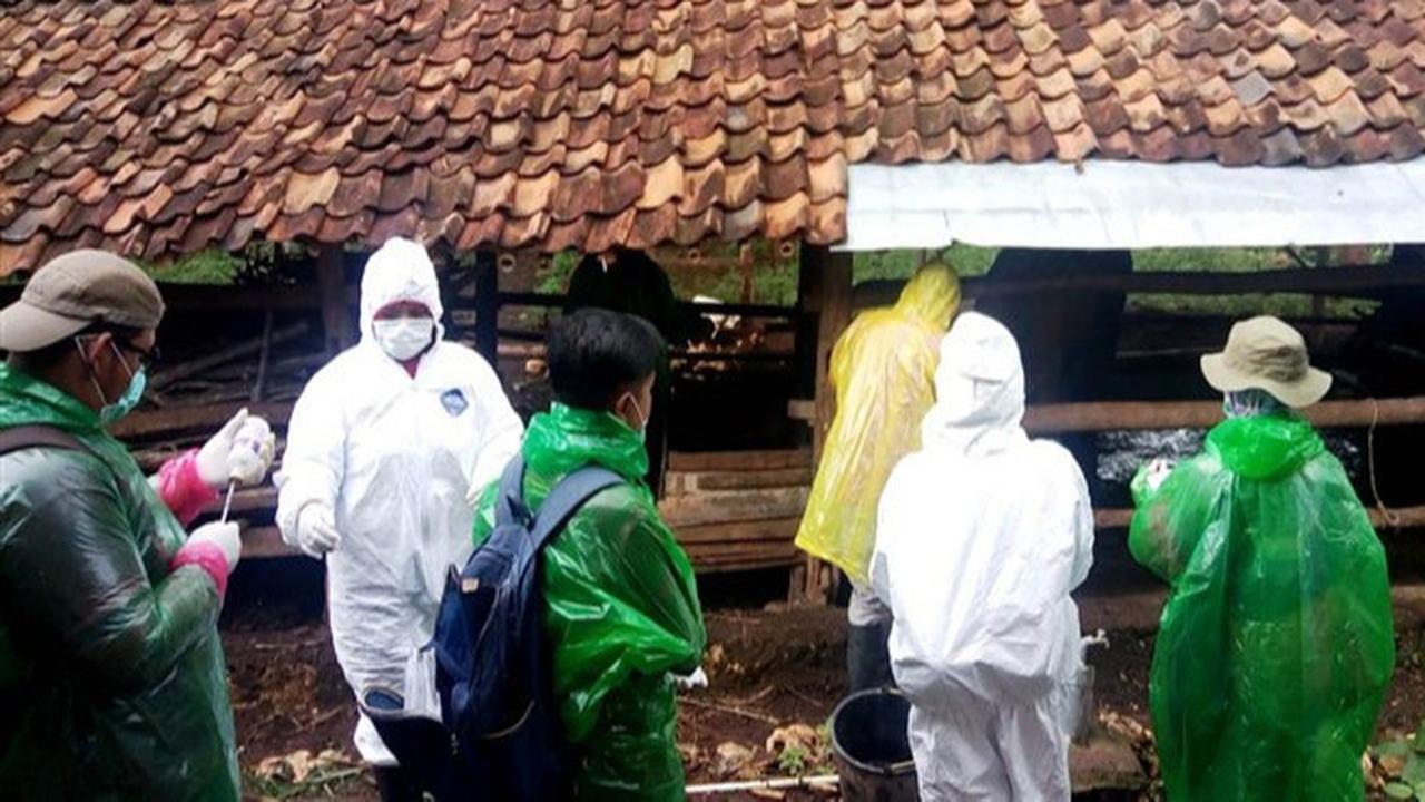Puluhan Hewan Ternak di Gunungkidul Mati Diduga Terjangkit Antraks