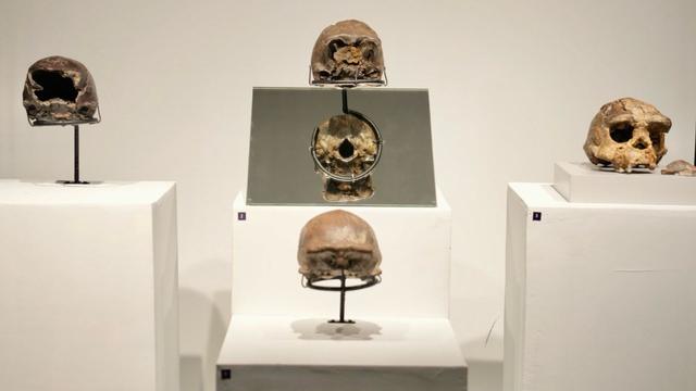 Menteri Kebudayaan Fadli Zon menghadiri pameran fosil manusia purba pithecanthropus erectus di Museum Nasional Indonesia. Pameran ini bertajuk "Indonesia, The Oldest Civilization on Earth? 130 Years After Pithecanthropus Erectus".