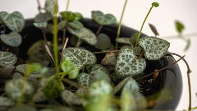14 Tanaman Hias Daun Berbentuk Hati yang Cantik untuk Dekorasi Rumah Lebih Estetik