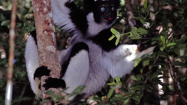 Lemur spesies Indri indri (wikimedia commons)