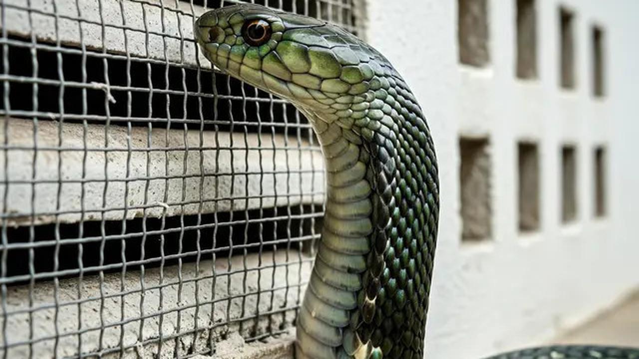 10 Alasan Kenapa Ular Sering Muncul di Area Perumahan Baru, Ini Penjelasan Lengkapnya