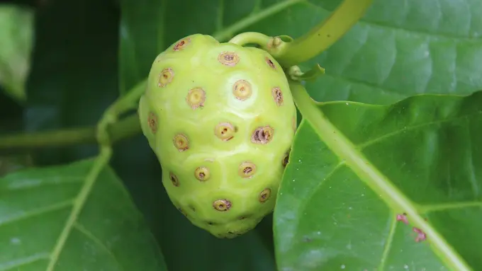 Ilustrasi buah mengkudu