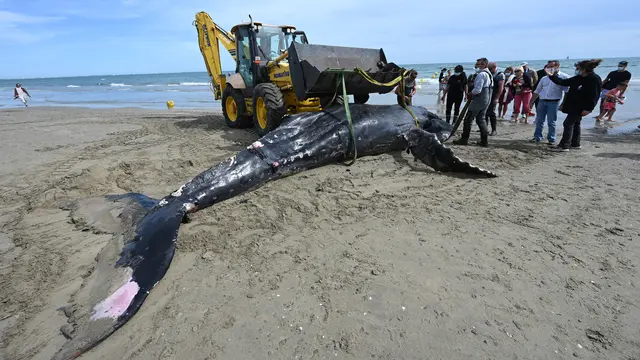 Evakuasi Paus Bungkuk yang Mati Terdampar di Pantai Prancis
