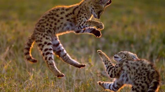 7 Jenis Kucing Paling Langka di Dunia