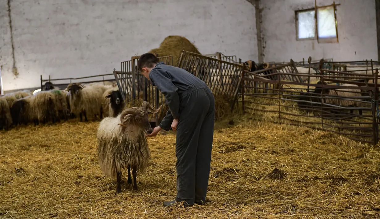 Aritza Zalba (13) memberi makan pada domba sebelum sejumlah tukang cukur mencukur bulu domba di desa kecil Pyrenean, Bizkarreta, Spanyol, Sabtu (29/5/2021). Bulu domba dicukur sebelum musim panas agar tidak merasakan terlalu panas untuk hewan dengan bulu seperti mereka. (AP Photo/Alvaro Barrientos)