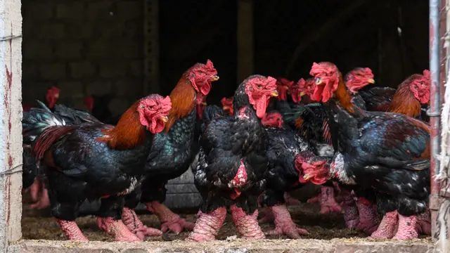 Dong Tao, Ayam Berkaki Besar yang Jadi Sajian Lezat nan Mewah di Vietnam