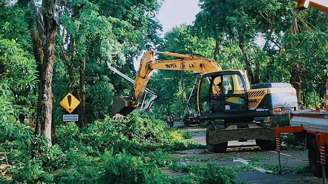 Potret Perantingan Pohon di Surabaya