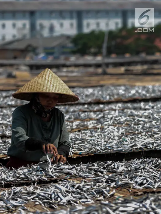 Seorang pekerja menjemur ikan saat proses pengasinan di kawasan Muara Angke, Jakarta, Senin (26/11). Nelayan mengaku produksi ikan asin mengalami penurunan, disebabkan terhambatnya proses pengeringan di musim hujan. (Liputan6.com/Faizal Fanani)