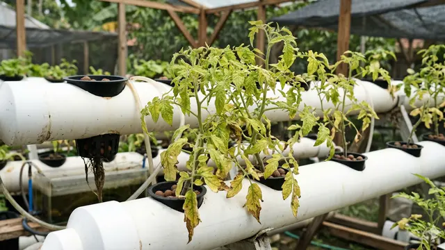 Penyebab dan Cara Mengatasi Tanaman Hidroponik di Pipa PVC Tidak Berbuah (Foto: Gemini AI)