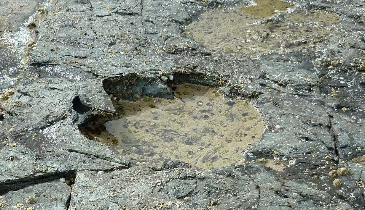 Foto yang dirilis Senin (2/4) memperlihatkan jejak kaki langka dinosaurus sauropoda di Isle of Skye, Skotlandia. Puluhan jejak dinosaurus yang berasal dari 170 juta tahun itu ditemukan di suatu laguna berlumpur. (HANDOUT/THE UNIVERSITY OF EDINBURGH/AFP)