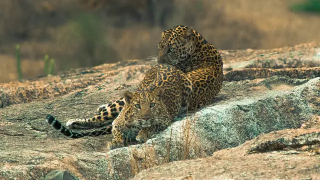Jawai