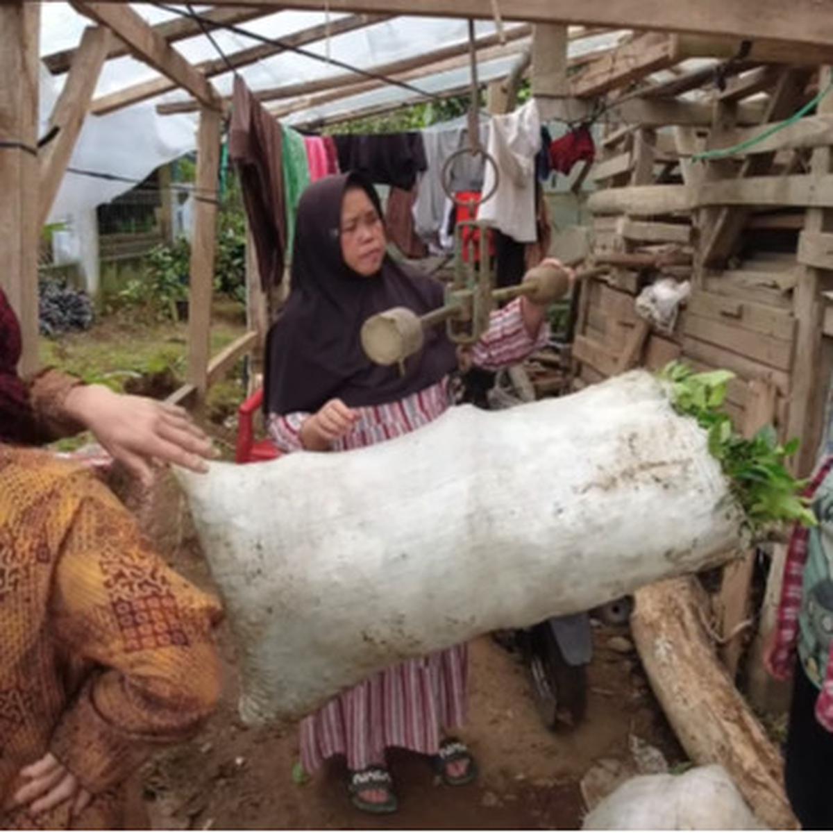 jamilah tinggal di hutan