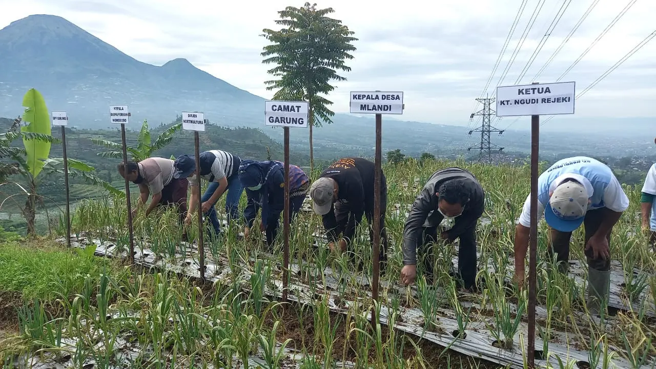 Lampaui Angka Produktivitas Bawang Putih Rata-rata, Manfaat Program Food Estate Wonosobo Dirasakan Petani