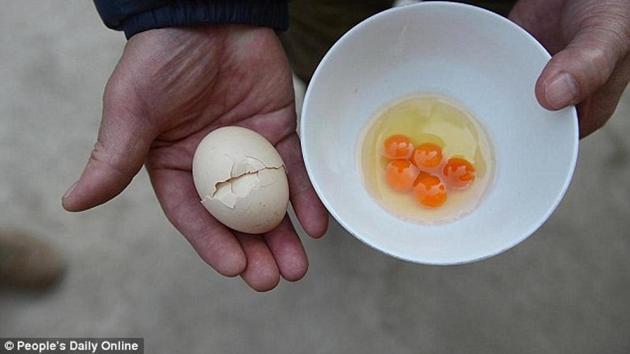 Unik, telur ini memiliki 5 kuning. (People's Daily Online)