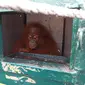 Orangutan Sumatera (Istimewa)