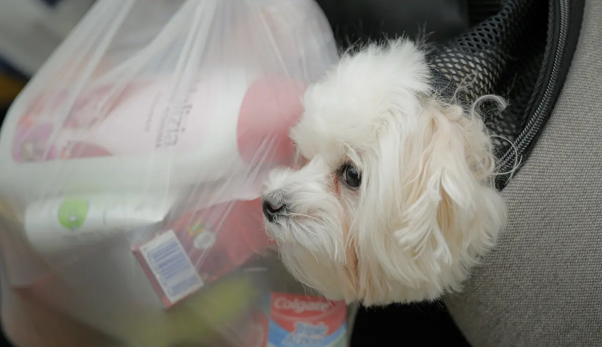 Seekor anak anjing mengintip kepalanya dari pembawa hewan peliharaan setelah pemiliknya melarikan diri dari konflik dari negara tetangga Ukraina di perbatasan Rumania-Ukraina, di Siret, Rumania, Minggu, 27 Februari 2022. (AP Photo/Andreea Alexandru)