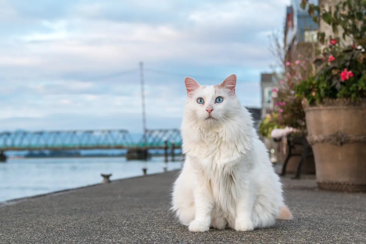 Sama-Sama Berasal dari Turki, Ini Perbedaan Kucing Turkish Van dan Turkish Anggora