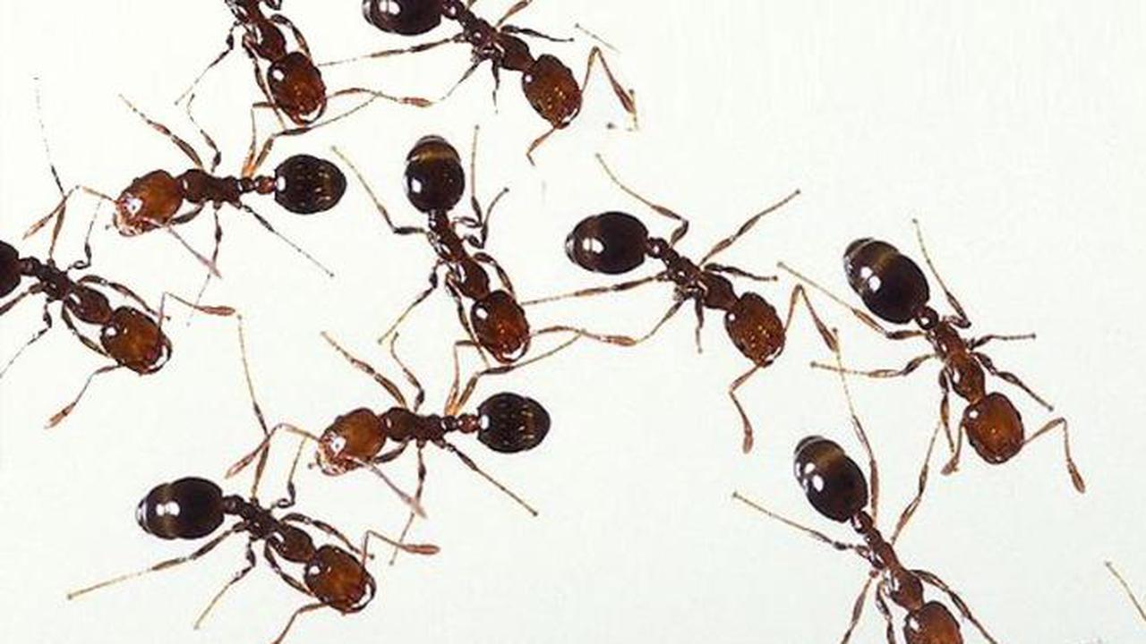 Berantas Semut di Rumah dengan 3 Bahan Murah Ini