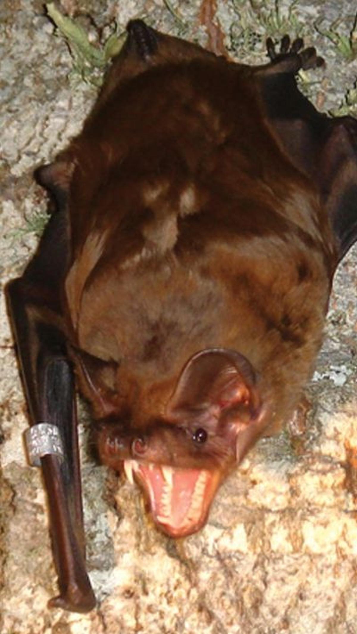 7. Kelelawar Noctule<br>