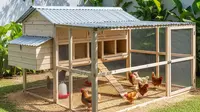 9 Cara Menghilangkan Bau dan Lalat di Kandang Ayam, Solusi Efektif