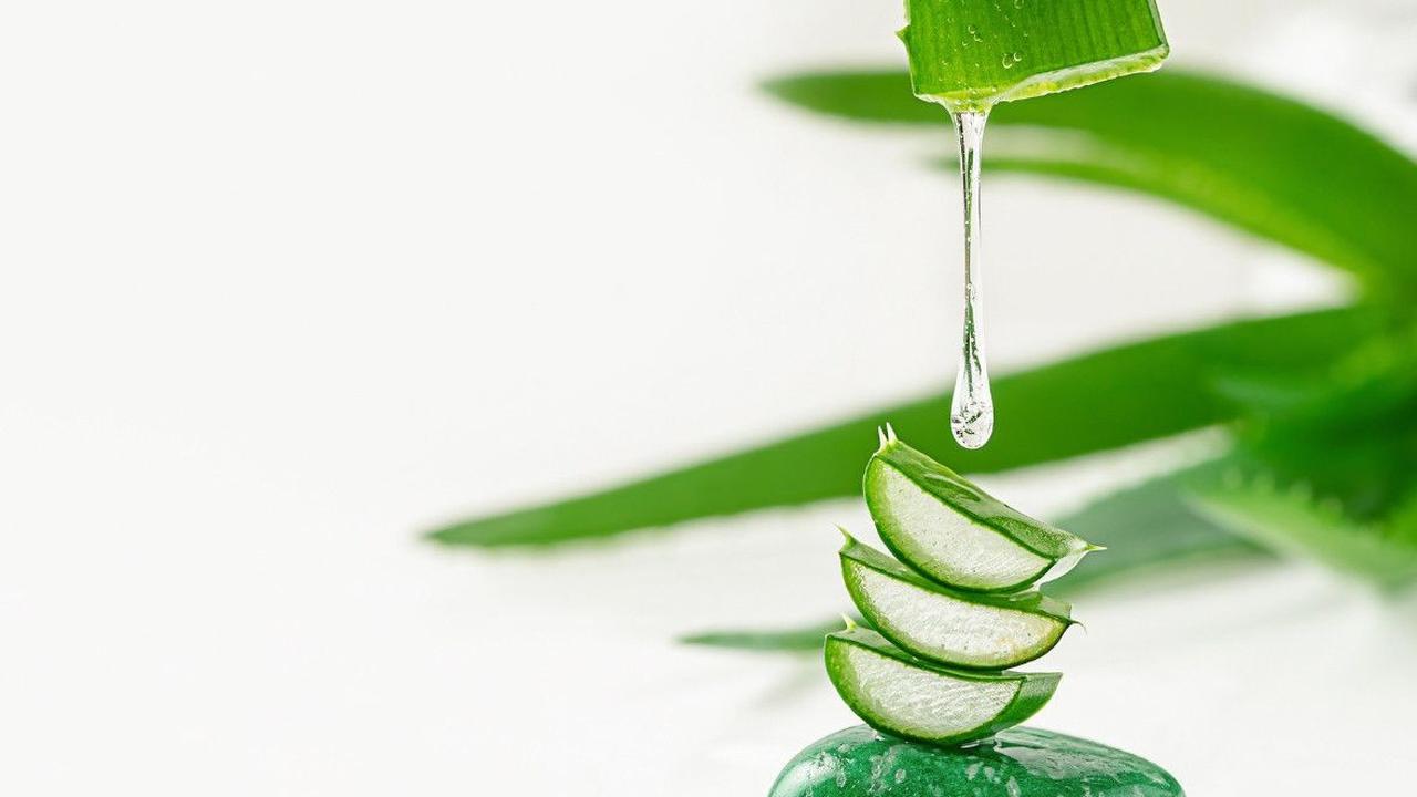 Lidah Buaya (Aloe Vera)