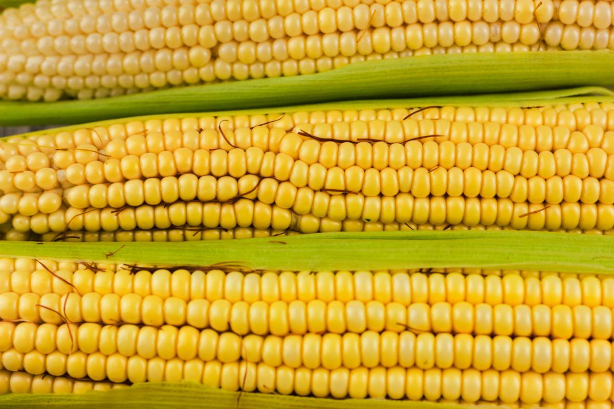 Cara Merebus Jagung yang Bikin Rasa Semakin Manis, Tanpa Perlu Bahan Tambahan
