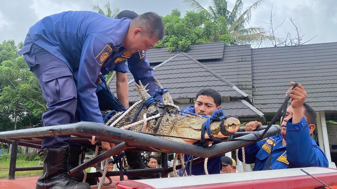 Penangkapan Buaya Masuk ke Desa Kohod Tangerang