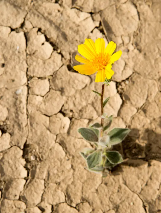 Bunga mekar di Taman Nasional Death Valley, California (4/3). Dengan kondisi tanah yang kering membuat para wisatawan tertarik melihat bunga - bunga yang tumbuh disini. (ROBYN BECK / AFP)