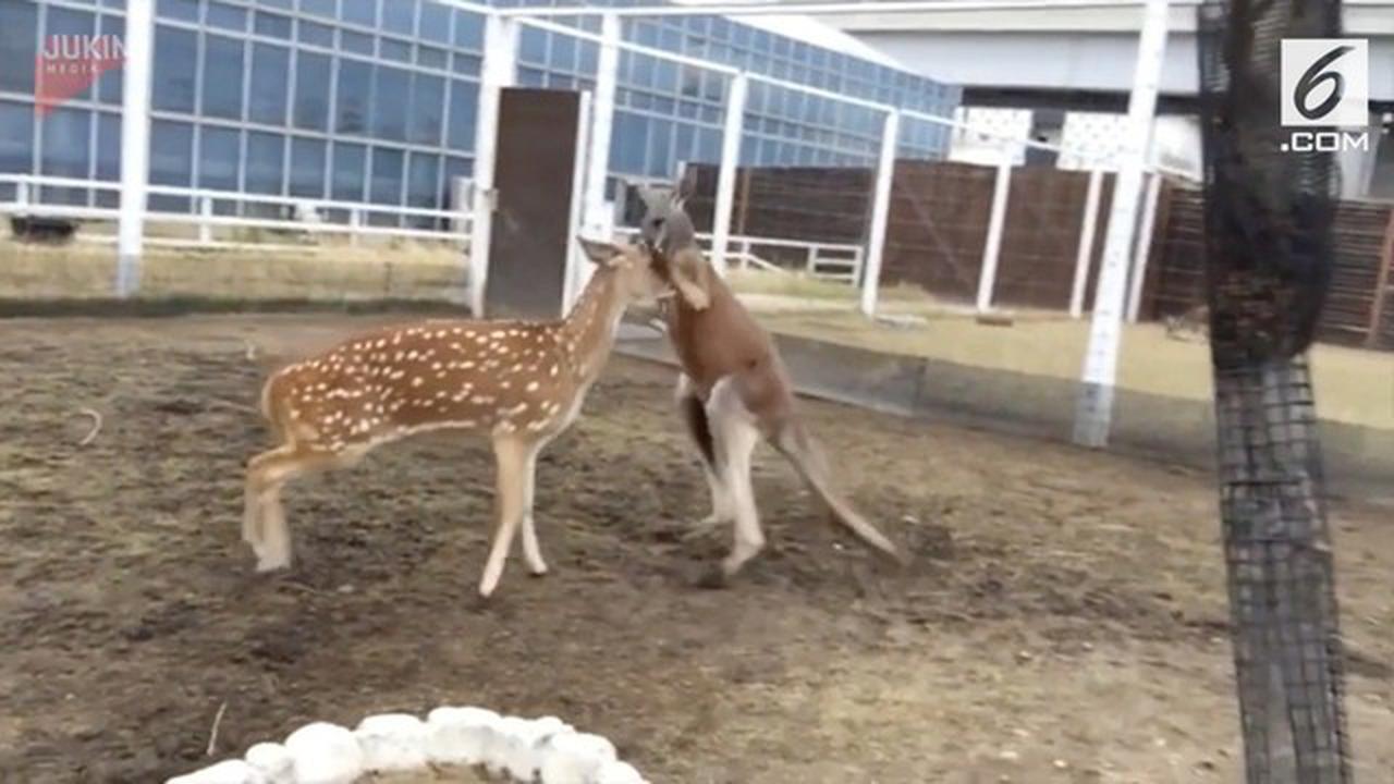 VIDEO: Duel Antara Rusa dan Kanguru, Siapa yang Menang?