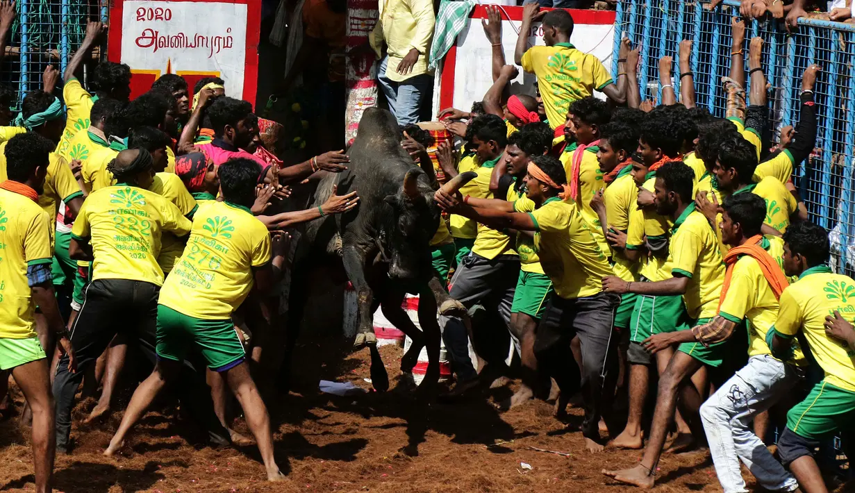 Para peserta mencoba menaklukkan seekor banteng di festival tahunan menjinakkan banteng, Jallikattu, di Desa Avaniyapuram di pinggiran Madurai, Negara Bagian Tamil Nadu, India, Rabu (15/1/2020). Festival yang digelar setiap Januari itu ditujukan untuk menandai panen musim dingin. (Xinhua/Stringer)