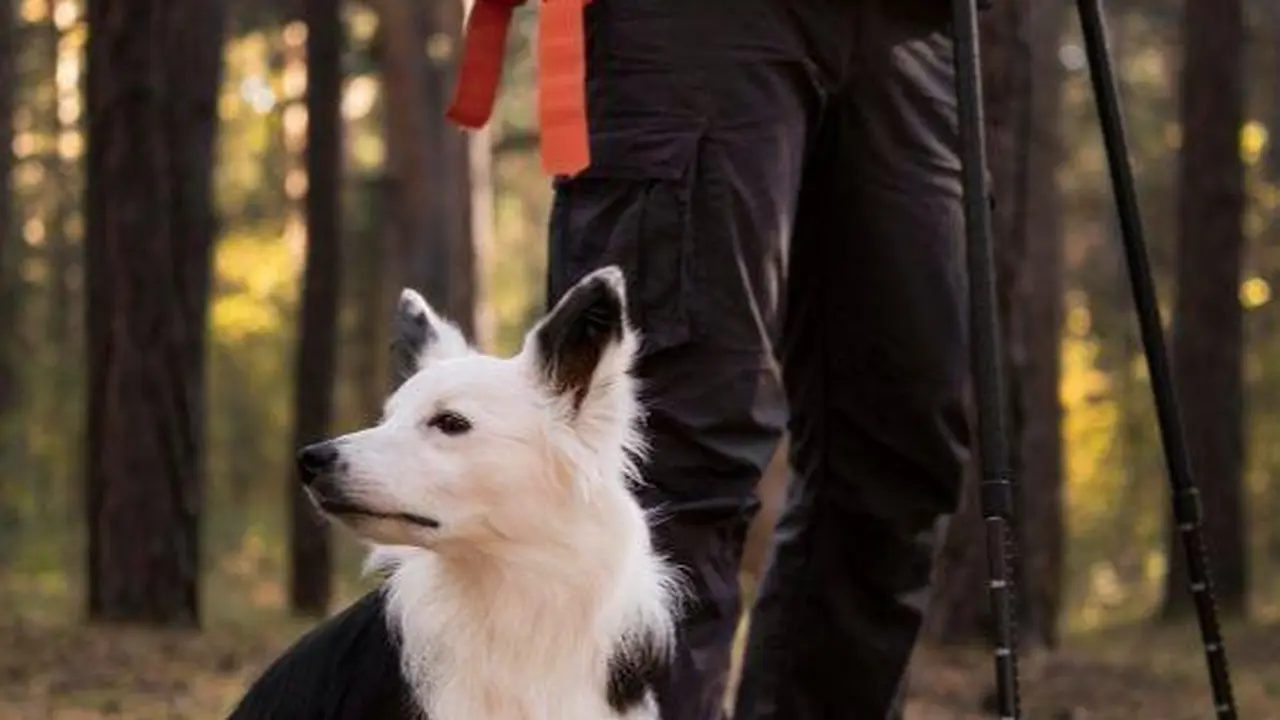 8 Dog Breeds That Are Ideal Companions for Sagittarius Signs