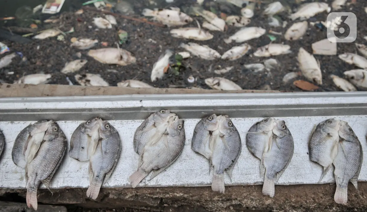 Sejumlah ekor ikan Mujair yang sempat diselamatkan dijemur oleh warga di Lio, Depok, Jawa Barat, Kamis (20/8/2020). Sejak dua hari terakhir ribuan ekor ikan Mujair mati dan memenuhi Situ Rawa Besar yang menurut warga setempat disebabkan oleh faktor cuaca. (merdeka.com/Iqbal S. Nugroho)