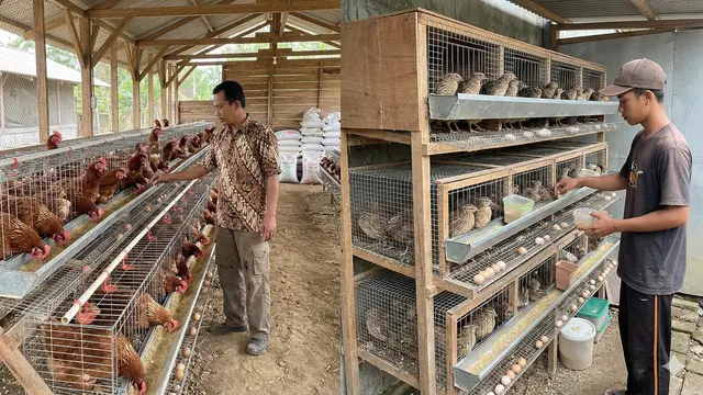 Perbandingan Untung Ayam Petelur vs Puyuh Petelur (Foto: Gemini AI)