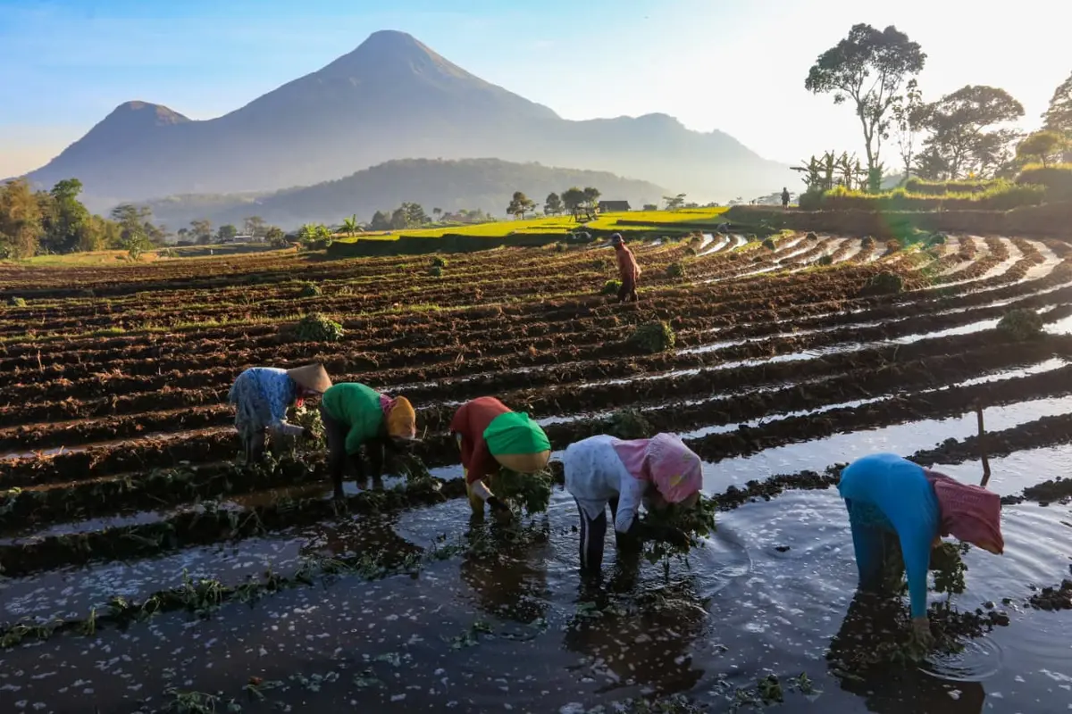 KUR BRI jadi Andalan Petani Tingkatkan Produksi dan Perkuat Ketahanan Pangan Nasional