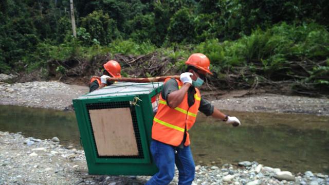 Pelepasliaran orangutan