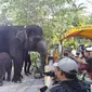 Anak gajah KBS Rocky Balboa mulai diperkenalkan ke pengunjung. (Istimewa)