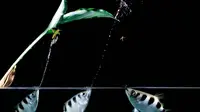 Jenis ikan archerfish atau ikan sumpit yang digunakan dalam penelitian bisa menunjukkan kemampuan membedakan dengan tingkat akurasi tinggi