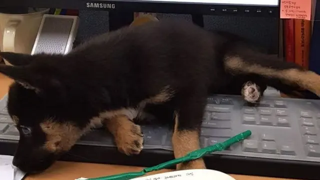 [Bintang] Supaya Karyawan Nggak Malas-malasan, Perusahaan Ini Memperkerjakan Anjing Penjaga