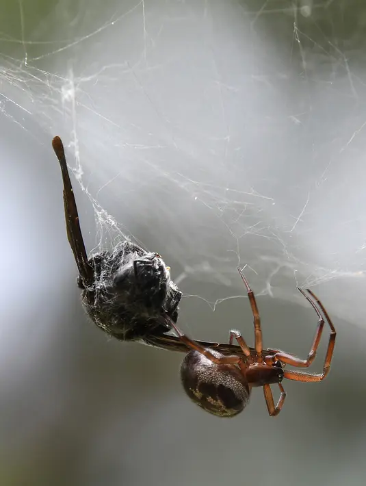Seekor Laba-laba wanita membawa mangsanya kedalam jaring yang tertangkap di sebuah taman di kota Toulouse, Prancis (8/8). Laba-laba merupakan salah satu jenis hewan filum Arthropoda yang mempunyai kaki yang beruas ruas. (AFP Photo/Pascal Pavani)