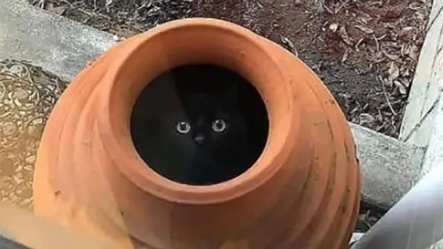 10 Potret Menggemaskan Kucing Tidur di Tempat Tak Biasa