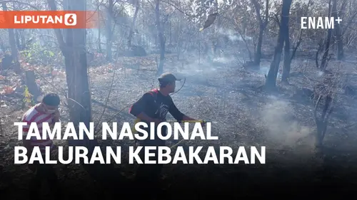 VIDEO: Terjadi Kebakaran Hutan di Kawasan Taman Nasional Baluran Situbondo