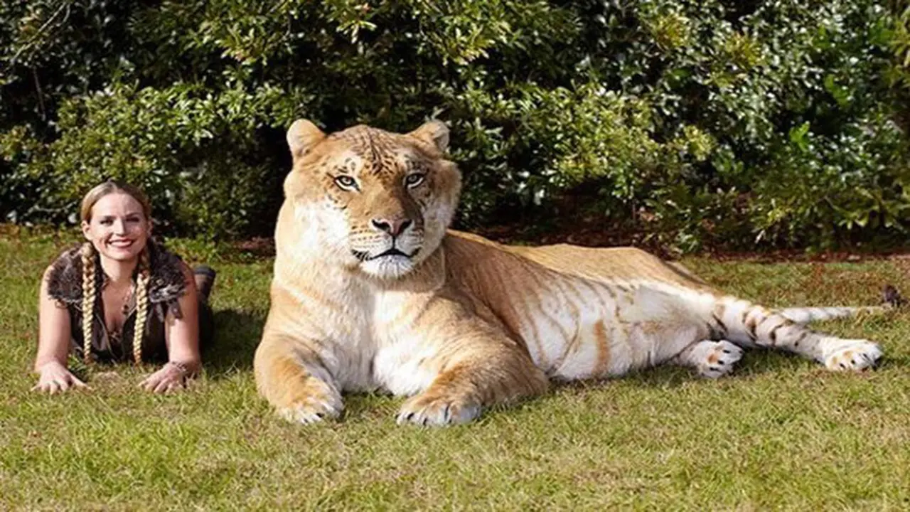 Yuk Kenali Liger Kawin Silang Singa dan Harimau