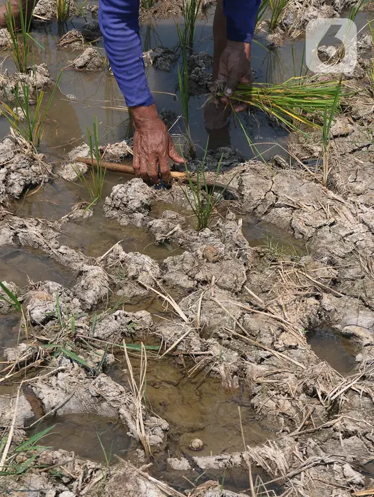 Bidang Klimatologi Badan Meteorologi, Klimatologi, dan Geofisika (BMKG) mengungkap tiga fenomena yang terjadi bersamaan membuat bulan ini bakal jadi salah satu puncak kekeringan. (merdeka.com/Imam Buhori)
