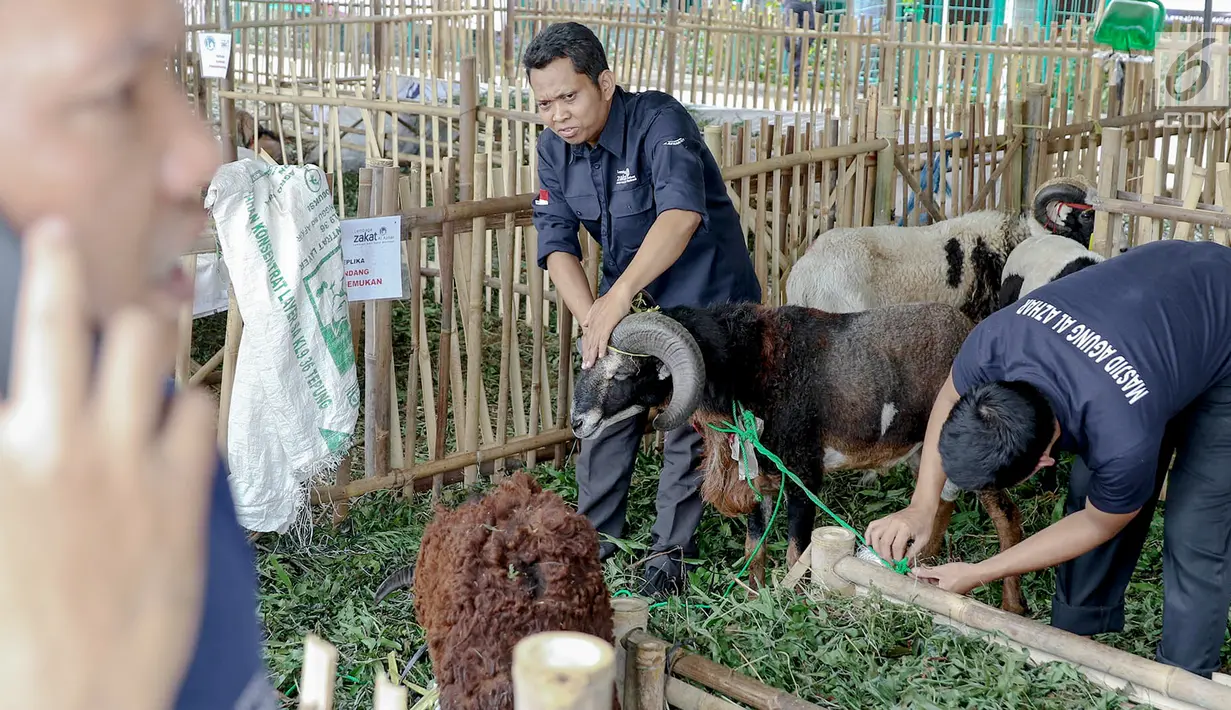Petugas  bersiap menyembelih hewan kurban di kawasan Masjid Agung Al Azhar, Jakarta, Selasa (21/8). (Liputan6.com/Immanuel Antonius)