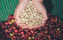 4 Fakta Jatim Penghasil Kopi Paling Berkualitas di Pulau Jawa, Favorit Warga Filipina hingga Mesir