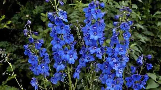 [Bintang] Diwakili sama Bunga, Ini Bunga yang Sesuai dengan Zodiak Kamu