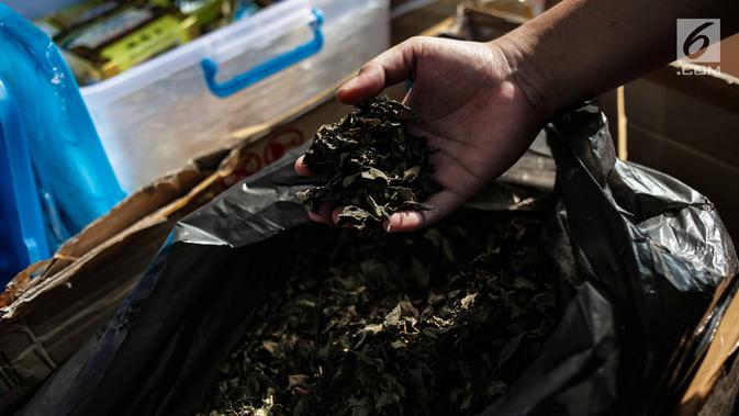Petugas menunjukkan barang bukti narkoba berupa daun khat sebelum dimusnahkan di Gedung BNN, Jakarta, Jumat (1/3). Narkoba yang dimusnahkan  merupakan hasil tangkapan BNN dari November 2018 hingga Januari 2019. (Liputan6.com/Faizal Fanani)