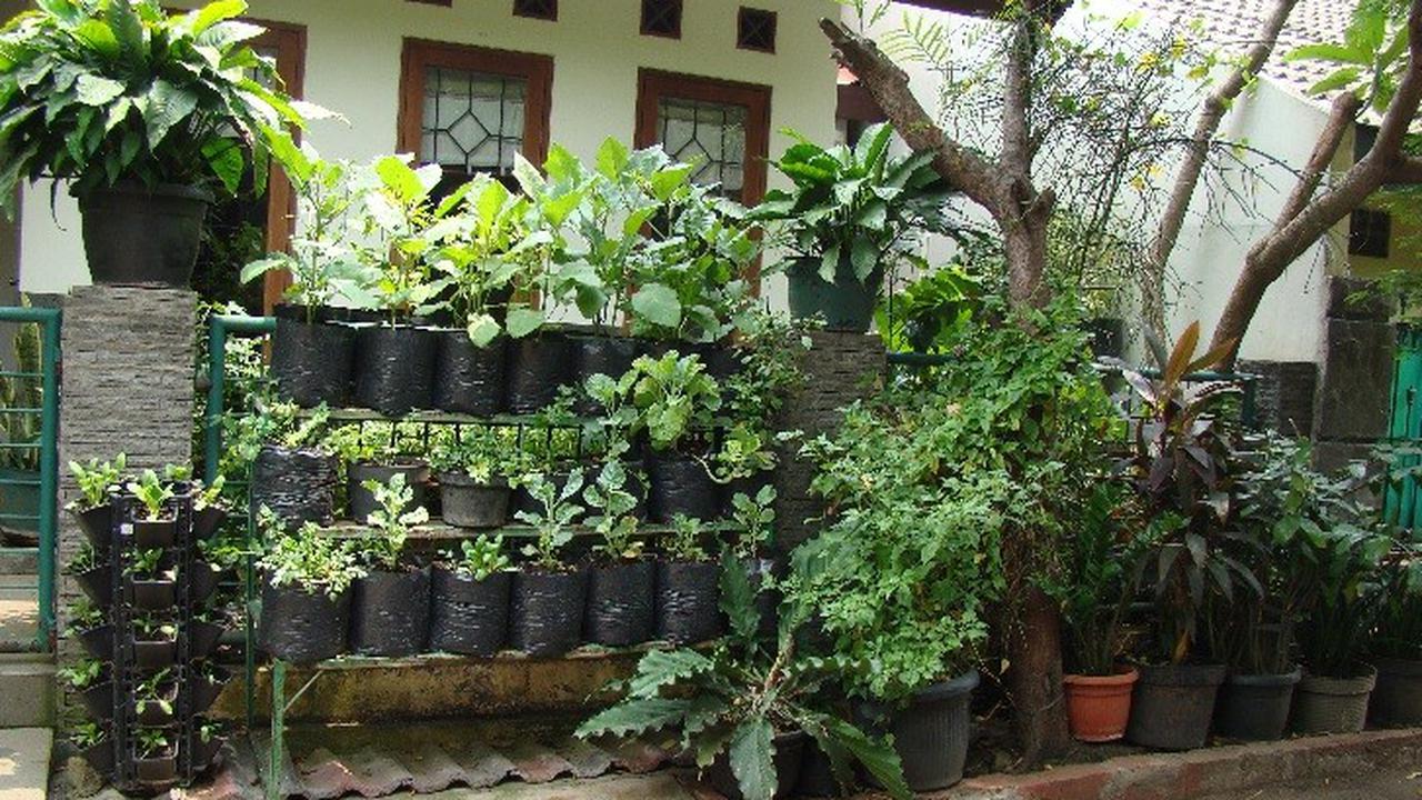 Khasiat tanaman apotek hidup