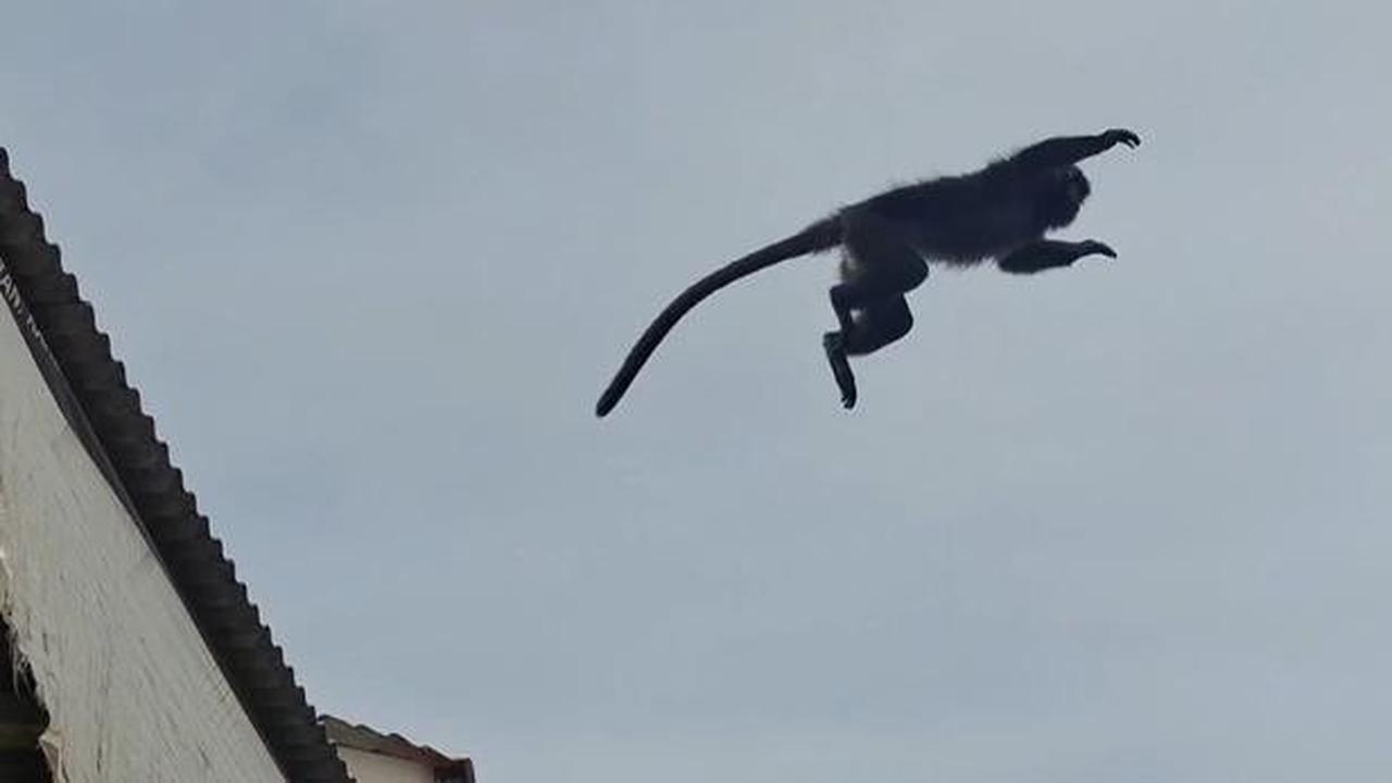 Saat Lutung Nyasar Buat Heboh Emak-Emak yang Sedang Mencuci: Seperti Monyet Tapi Kok Beda